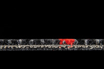 Escom Color Play - Concept 12304 фото 3 | FLOORDEALER