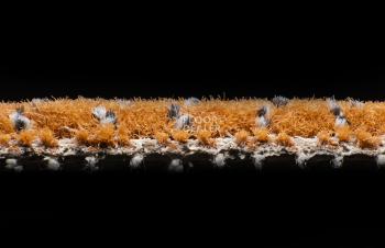 AW Magma 80 фото 4 | FLOORDEALER