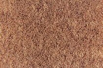 Flotex Colour Penang 50*50 t 382019 Penang Ginger фото 2 | FLOORDEALER