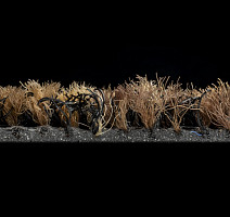 Forbo Coral Brush 5774 Biscotti Brown фото 3 | FLOORDEALER