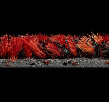 Forbo Coral Brush 5723 Cardinal Red фото 3 | FLOORDEALER