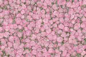 Линолеум Tarkett Fleur ROSE2 фото  | FLOORDEALER