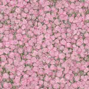 Линолеум Tarkett Fleur ROSE2 фото ##numphoto## | FLOORDEALER