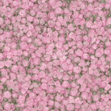 Линолеум Tarkett Fleur ROSE2 фото 1 | FLOORDEALER