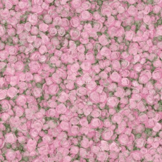 Tarkett Fleur ROSE2 фото 1 | FLOORDEALER