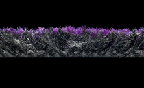 Forbo Coral Welcome 3219 Colour Purple фото 4 | FLOORDEALER