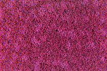 Flotex Colour Metro 5050 t 546035 Metro Pink фото 2 | FLOORDEALER