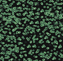 Ковролин Flotex Sottsass Bacteria 990102 фото 1 | FLOORDEALER