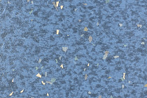 Линолеум Forbo Emerald Spectra 5576 фото 1 | FLOORDEALER