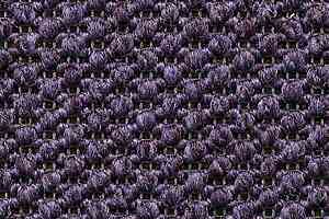 Ковролин Carpet Concept Eco Tre 681165 фото  | FLOORDEALER