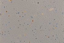 Forbo SureStep Original 172182 greige фото 2 | FLOORDEALER