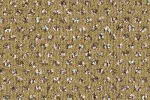 Ковролин Balsan Signature 625 фото  | FLOORDEALER