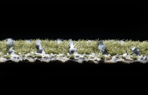 AW Magma 29 фото 4 | FLOORDEALER