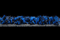 Forbo Coral Bright 2607 deep water фото 4 | FLOORDEALER