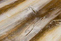 Bohofloor Design Collection dc1210 Contemporary фото 2 | FLOORDEALER