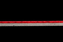 Dot 1620 180 фото 3 | FLOORDEALER