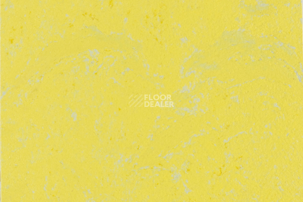 Линолеум Forbo Marmoleum Solid Concrete 3741-374135 yellow glow фото 1 | FLOORDEALER