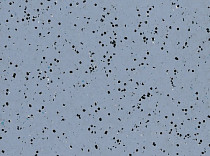 Линолеум Polyflor OHMega Ec 6004 фото 1 | FLOORDEALER