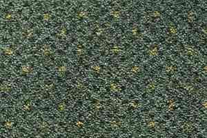 Ковролин Condor Carpets America 573 фото  | FLOORDEALER