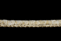 Balsan Centaure Deco 628 фото 3 | FLOORDEALER