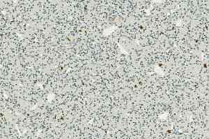 Линолеум Grabo EcoSafe 1017_664_20_279 фото  | FLOORDEALER