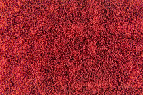 Flotex Colour s 246031 Metro Cherry фото 2 | FLOORDEALER