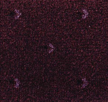 Ковролин Pullman Associated Weavers 19 фото 1 | FLOORDEALER