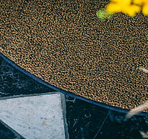 Best Wool Nature Vivaldi I-AB Flavoured Cayenne фото 3 | FLOORDEALER