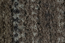 Coral Interior 1520 Desert Sand фото 3 | FLOORDEALER