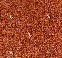 Ковролин Condor Carpets Africa 218 фото 1 | FLOORDEALER