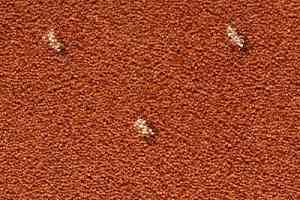 Ковролин Condor Carpets Africa 218 фото  | FLOORDEALER