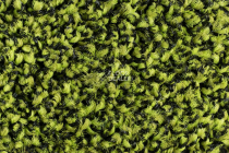 Forbo Coral Bright 2608 Fresh Grass фото 4 | FLOORDEALER