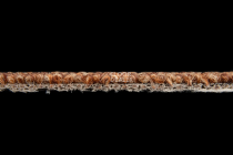 AW Medusa 84 фото 4 | FLOORDEALER