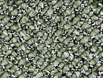 Ковролин Timzo Flamingo 8544 фото 1 | FLOORDEALER