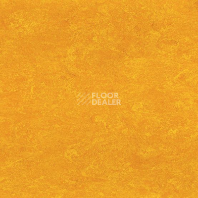 Линолеум Marmorette DLW  2mm 0172 Papaya Orange фото 1 | FLOORDEALER