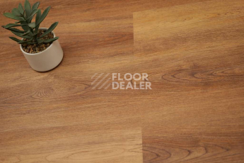 Evofloor Optima Click 4.2мм Дуб Янтарный фото 4 | FLOORDEALER