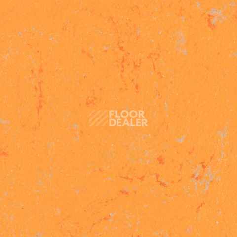 Линолеум Forbo Marmoleum Solid Concrete 3738-373835 orange glow фото 1 | FLOORDEALER