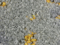 ColorKey ColorKey b 03 фото 2 | FLOORDEALER