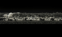 Balsan Crazy Balsan Crazy 999 фото 4 | FLOORDEALER