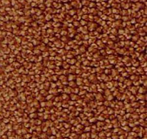 Ковролин Infloor Campino 700 фото 1 | FLOORDEALER