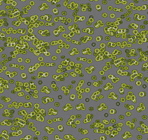 Ковролин Flotex Sottsass Bacteria 990302 фото 1 | FLOORDEALER