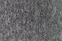 Flotex Colour Penang 50*50 t 382017 Penang Nimbus фото 3 | FLOORDEALER