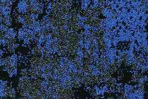 Ковровая плитка Nature 09 фото  | FLOORDEALER