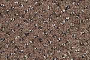 Ковровая плитка Desso Trapez 2943 фото  | FLOORDEALER