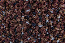 Desso Shape ac 74 2962 фото 4 | FLOORDEALER