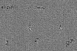 Ковролин Balsan Elite 920 фото  | FLOORDEALER