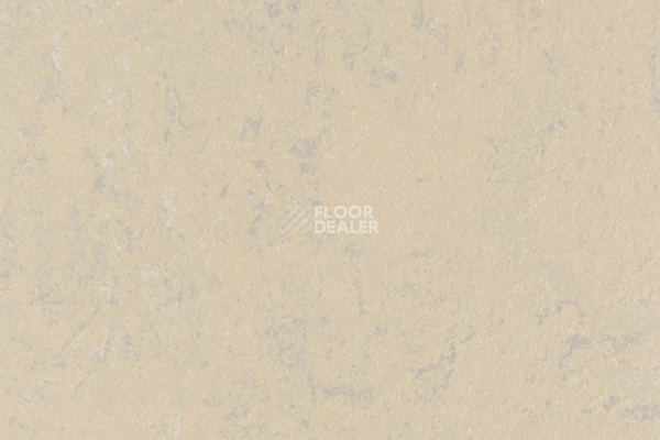 Линолеум Forbo Marmoleum Solid Concrete 3727-372735 drift фото 1 | FLOORDEALER