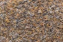 Forbo Akzent 10715 Ebony фото 3 | FLOORDEALER