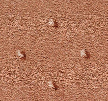 Ковролин Condor Carpets Africa 281 фото 1 | FLOORDEALER