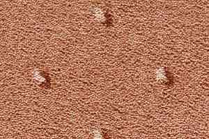 Ковролин Condor Carpets Africa 281 фото  | FLOORDEALER